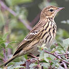 Pipit des arbres