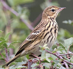 Pipit des arbres