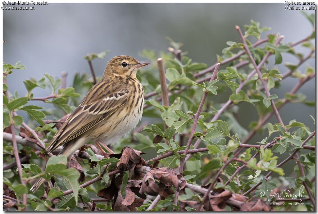 Pipit des arbres