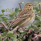 Pipit des arbres
