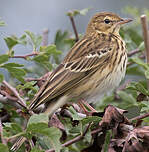 Pipit des arbres