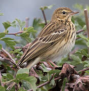 Pipit des arbres