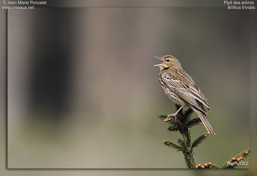 Pipit des arbres