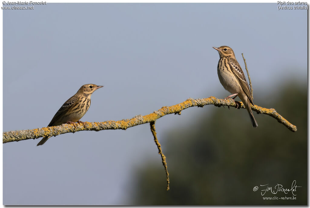 Pipit des arbres