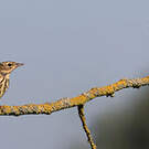 Pipit des arbres