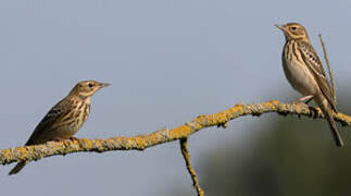 Tree Pipit