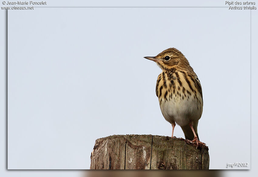 Pipit des arbres