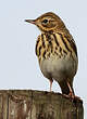 Pipit des arbres