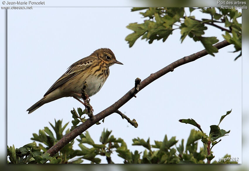 Pipit des arbres