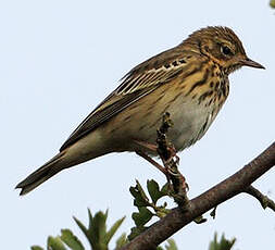 Pipit des arbres