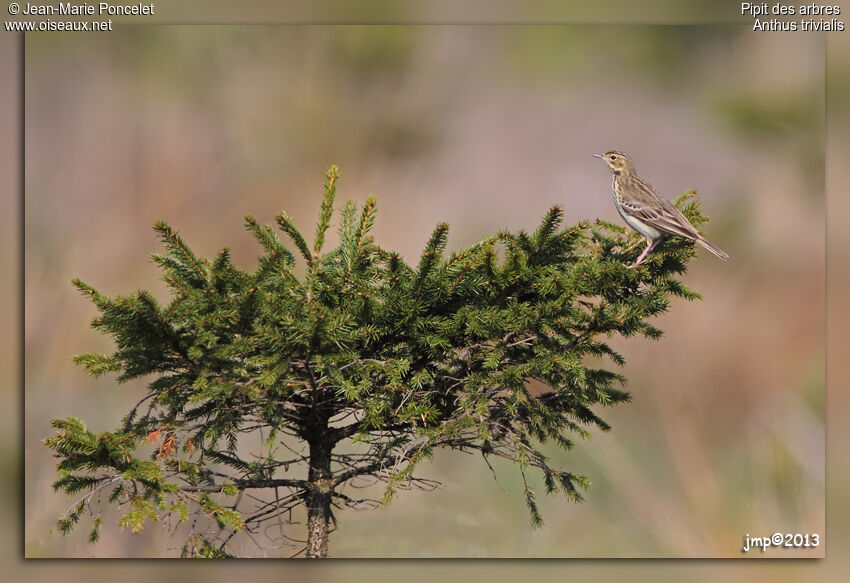 Pipit des arbres