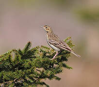 Pipit des arbres