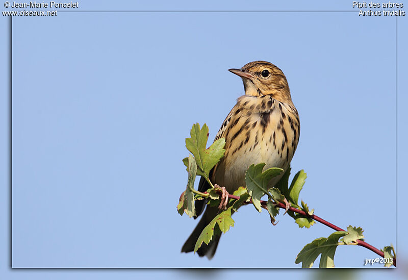 Pipit des arbres