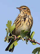 Pipit des arbres