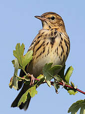 Pipit des arbres