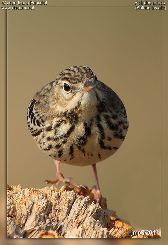 Pipit des arbres