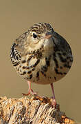 Tree Pipit