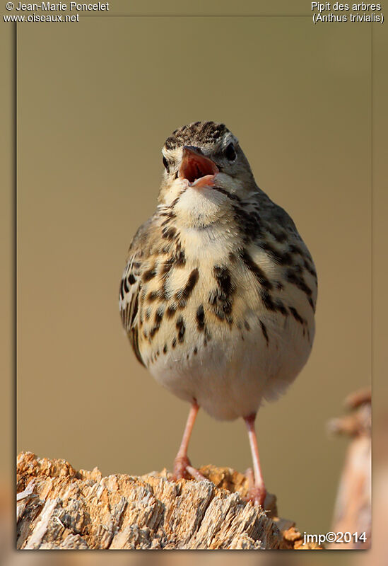 Pipit des arbres