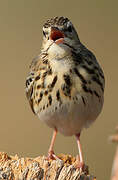 Tree Pipit