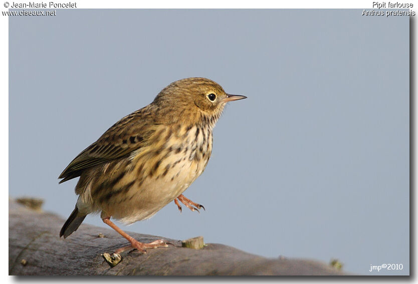 Pipit farlouse