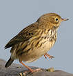 Pipit farlouse