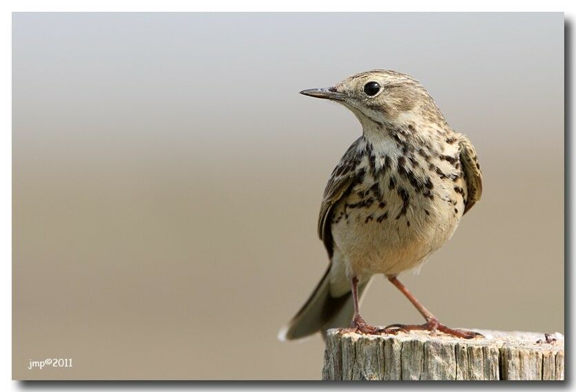 Pipit farlouse