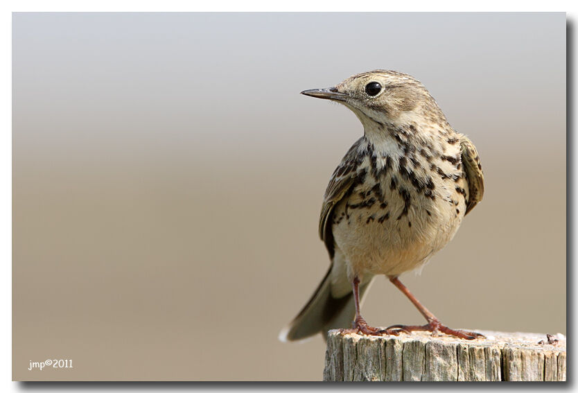 Meadow Pipit