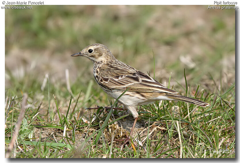 Meadow Pipit