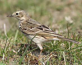 Pipit farlouse