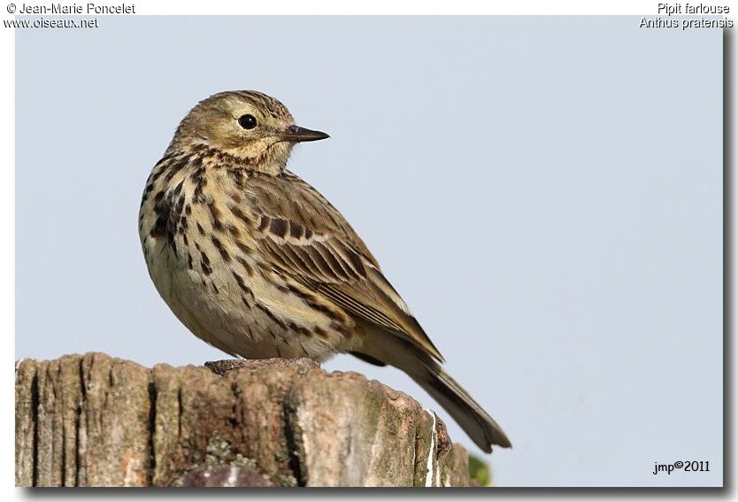 Pipit farlouse