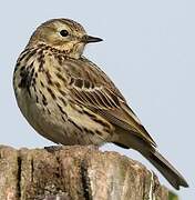 Pipit farlouse