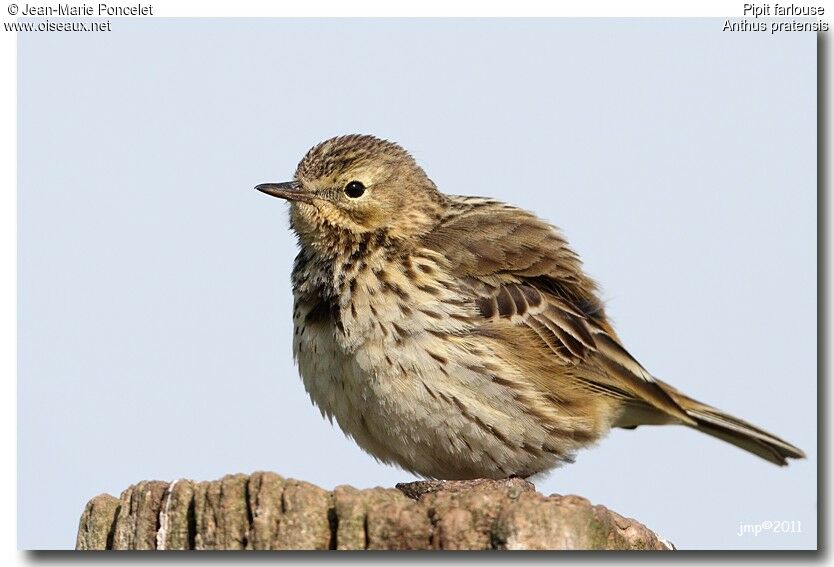 Pipit farlouse