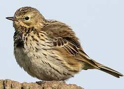 Pipit farlouse