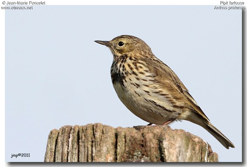 Pipit farlouse