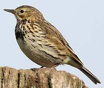 Pipit farlouse