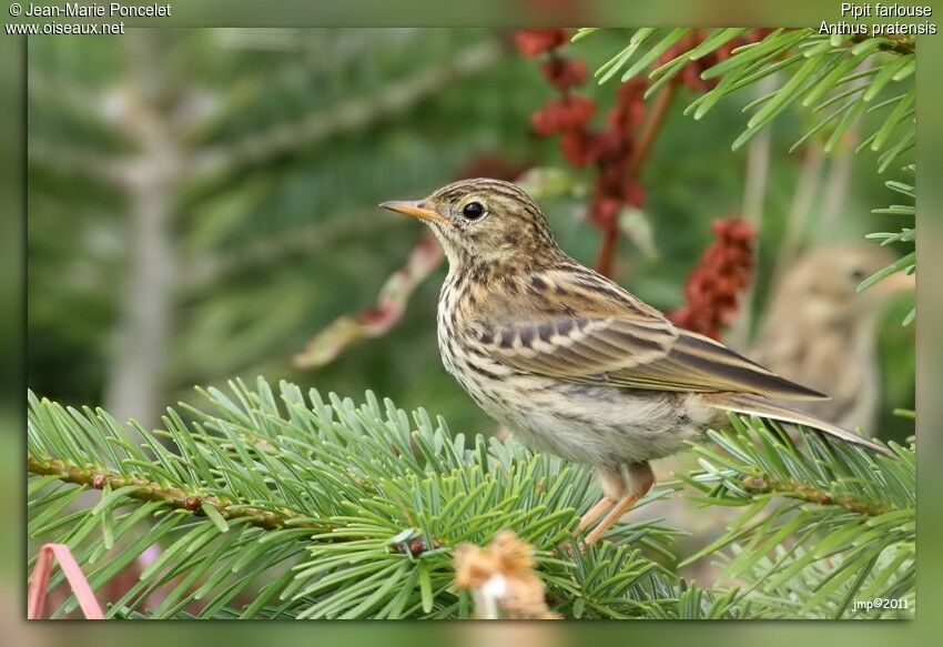 Pipit farlouse