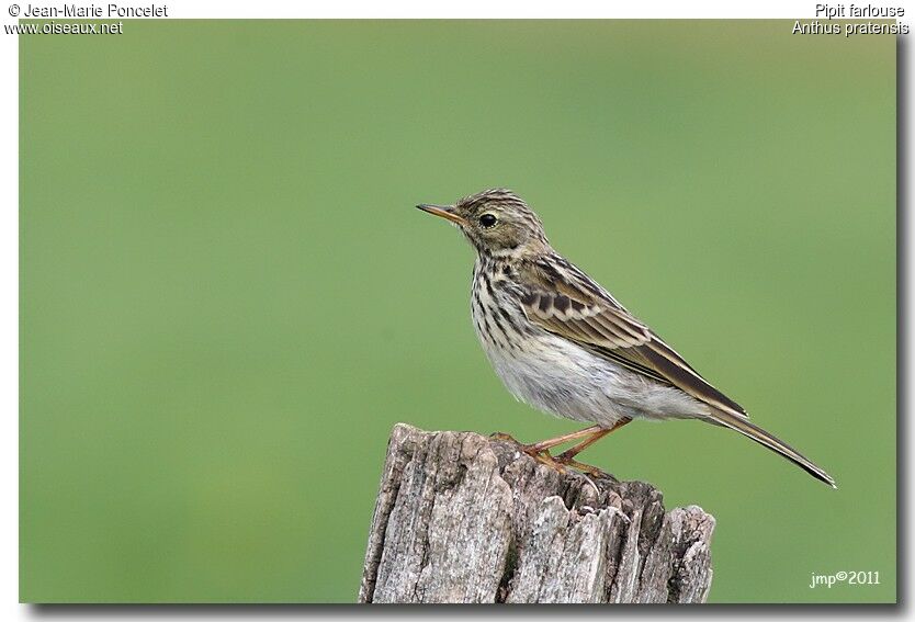 Meadow Pipit