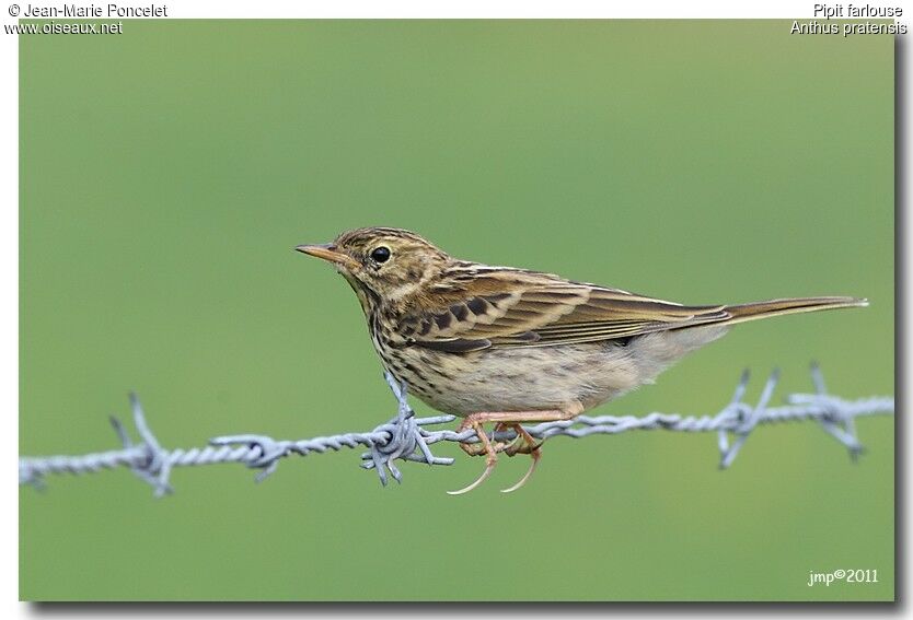 Meadow Pipit