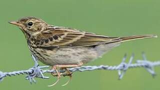 Meadow Pipit