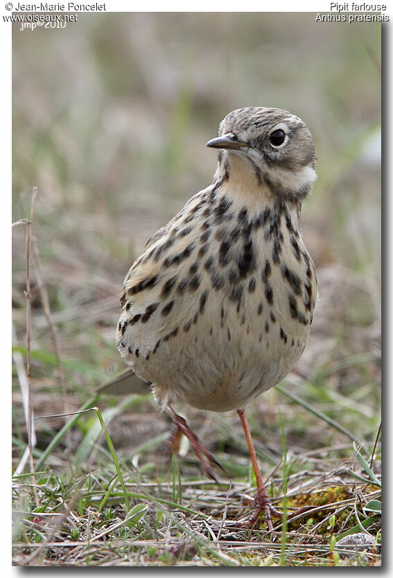 Meadow Pipit