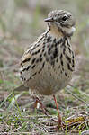 Pipit farlouse