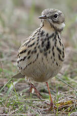 Pipit farlouse