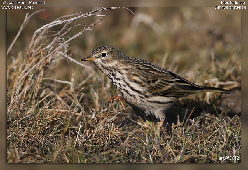 Pipit farlouse