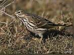 Pipit farlouse