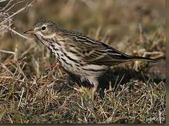 Pipit farlouse