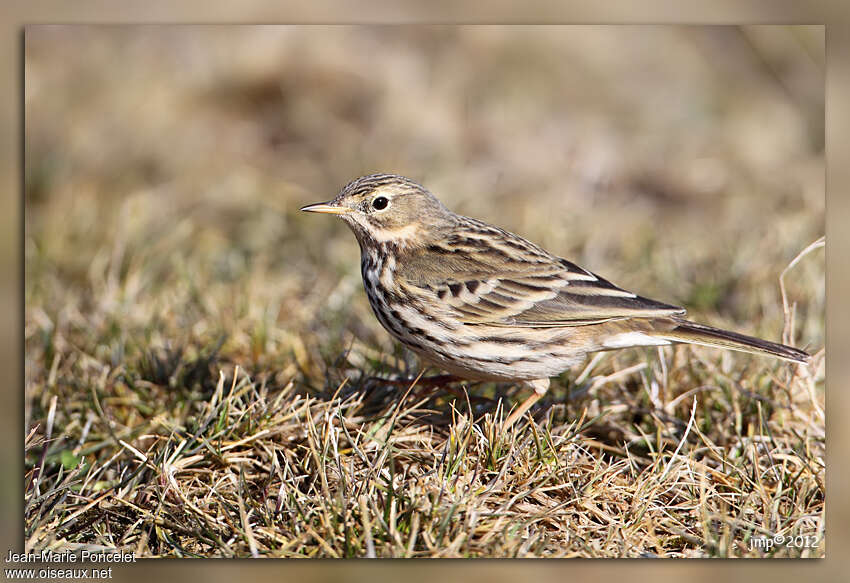 Meadow Pipitadult, identification