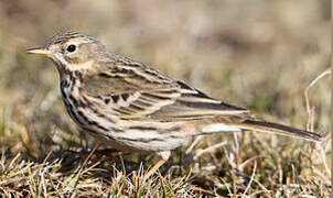 Pipit farlouse