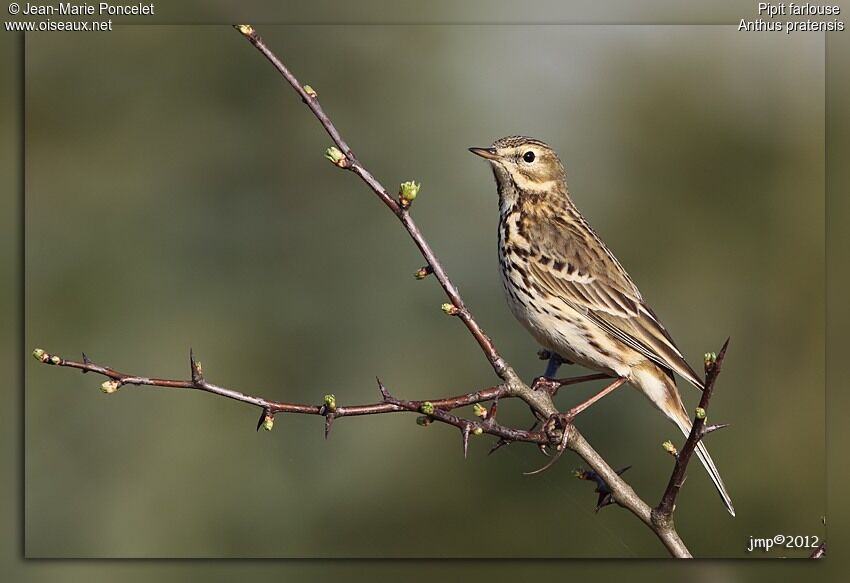 Meadow Pipit