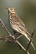 Pipit farlouse