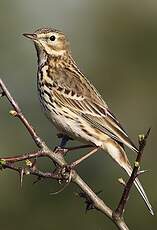 Pipit farlouse